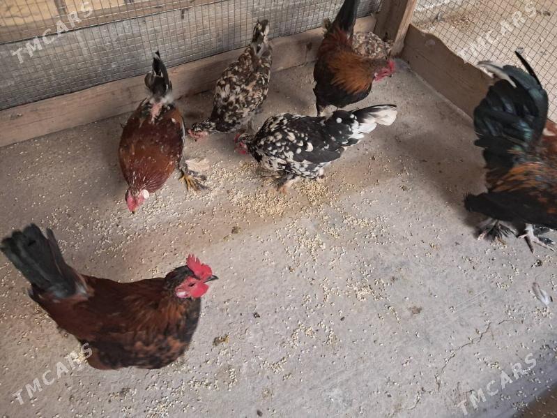 yaponcik - Türkmenabat - img 3