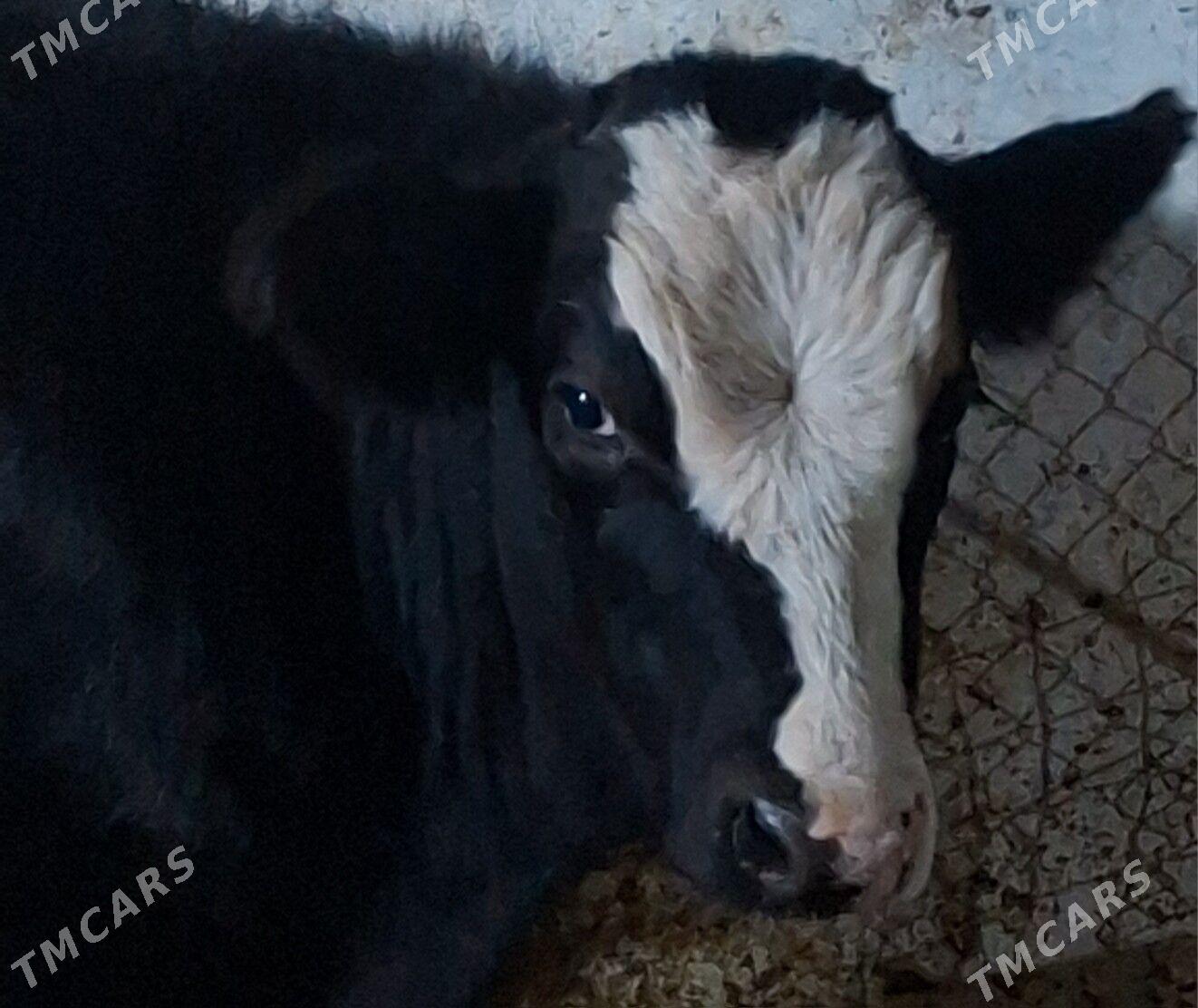 simental okuzce - Ашхабад - img 2