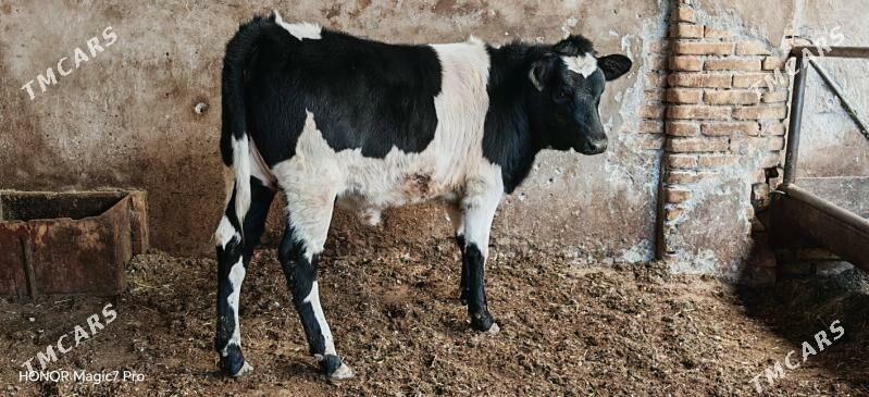 Чёрный пёстра голели сыгыр - Türkmenabat - img 4