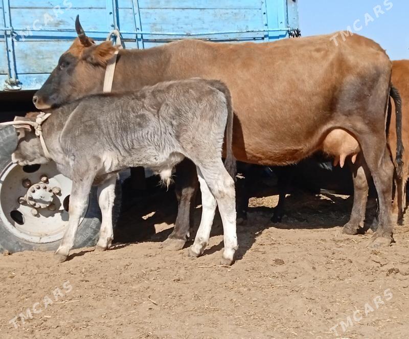 Goleli sygyr - Mary - img 2