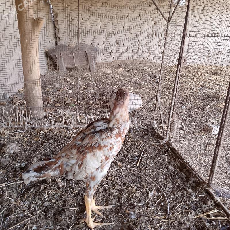 Baysow - Çärjew - img 3