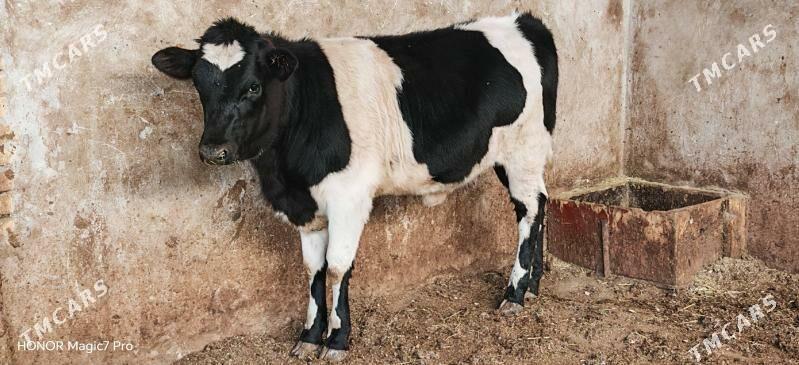 Чёрный пёстра голели сыгыр - Türkmenabat - img 3