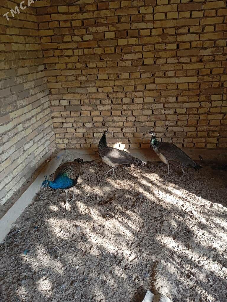 Tawus gus - Mary - img 2