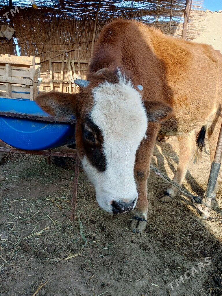 Gulajyn - Wekilbazar - img 2