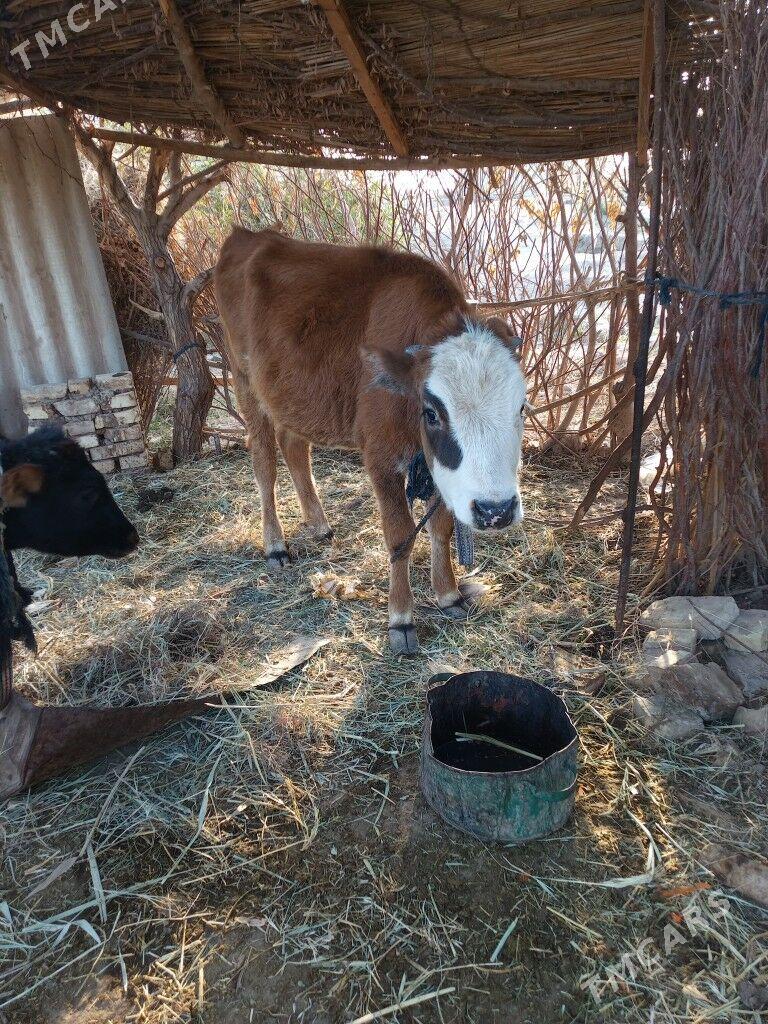 Gulajyn - Wekilbazar - img 3