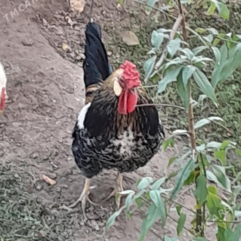 horaz - Türkmenabat - img 3