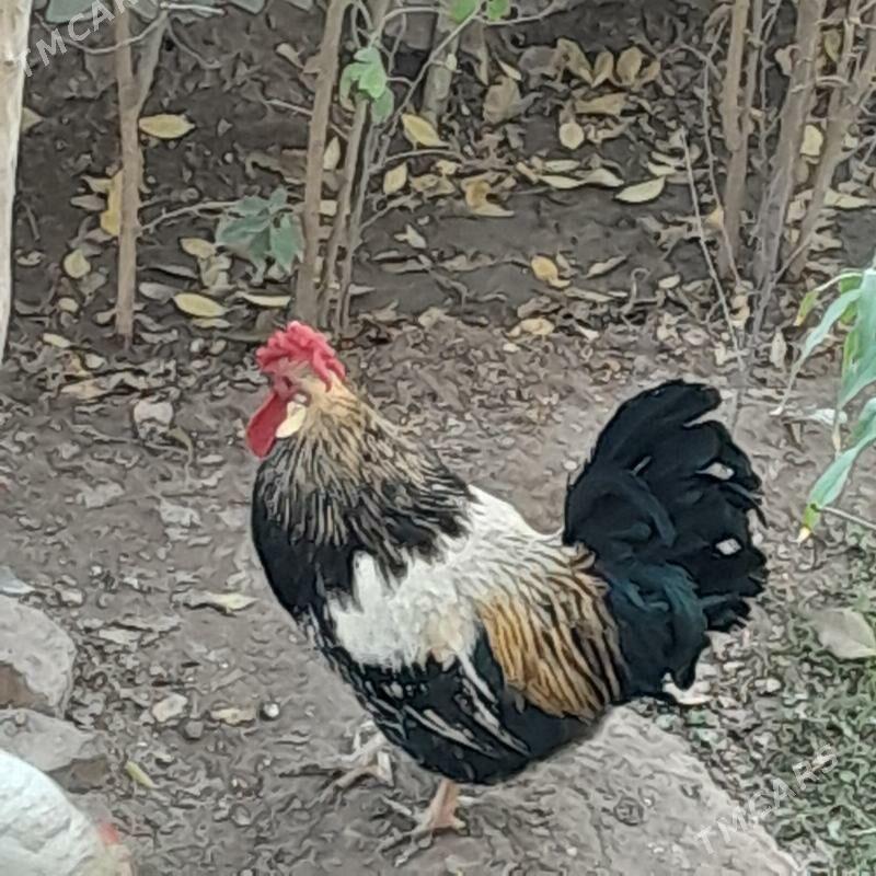 horaz - Türkmenabat - img 2