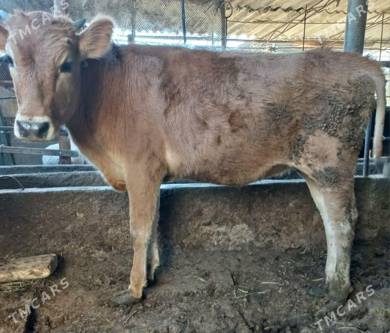 tuwe - Ýaşlyk - img 2