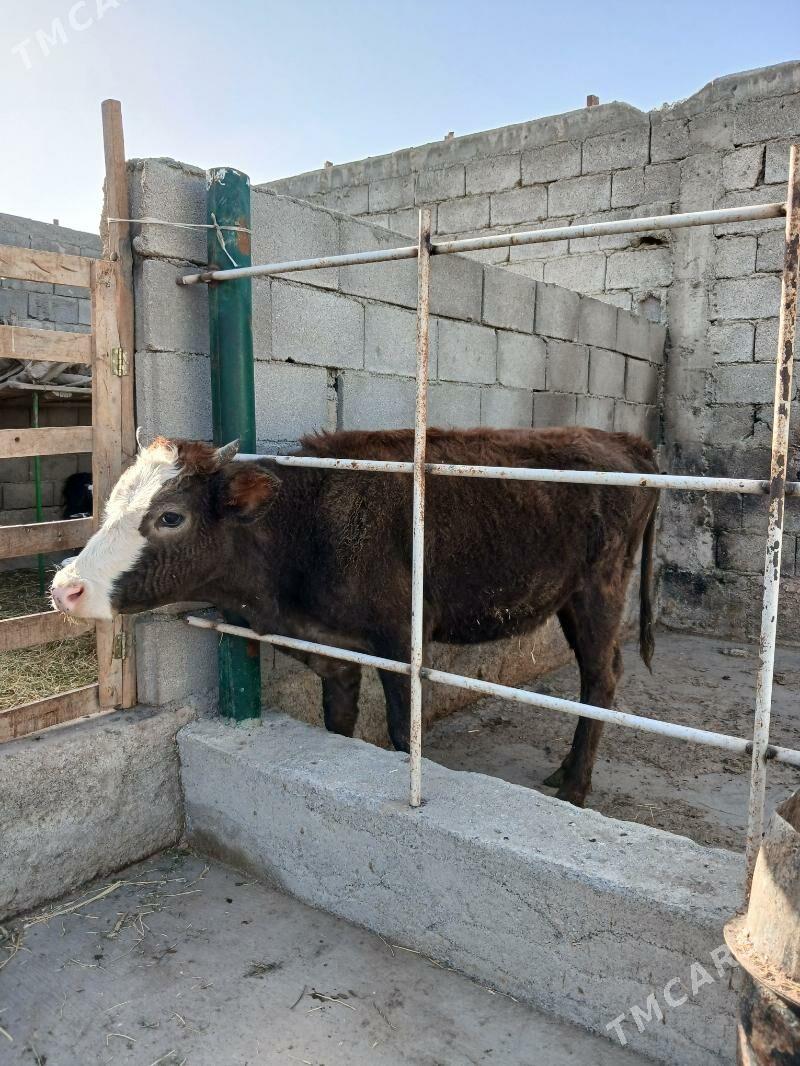 tüwe - Гёкдепе - img 2