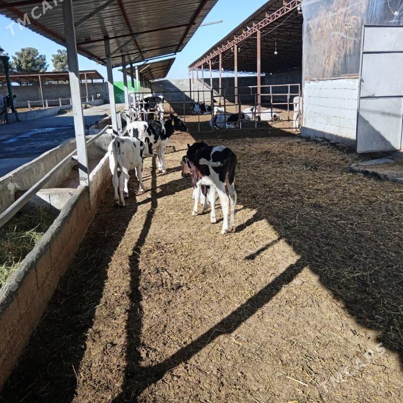 öküz - Ашхабад - img 3