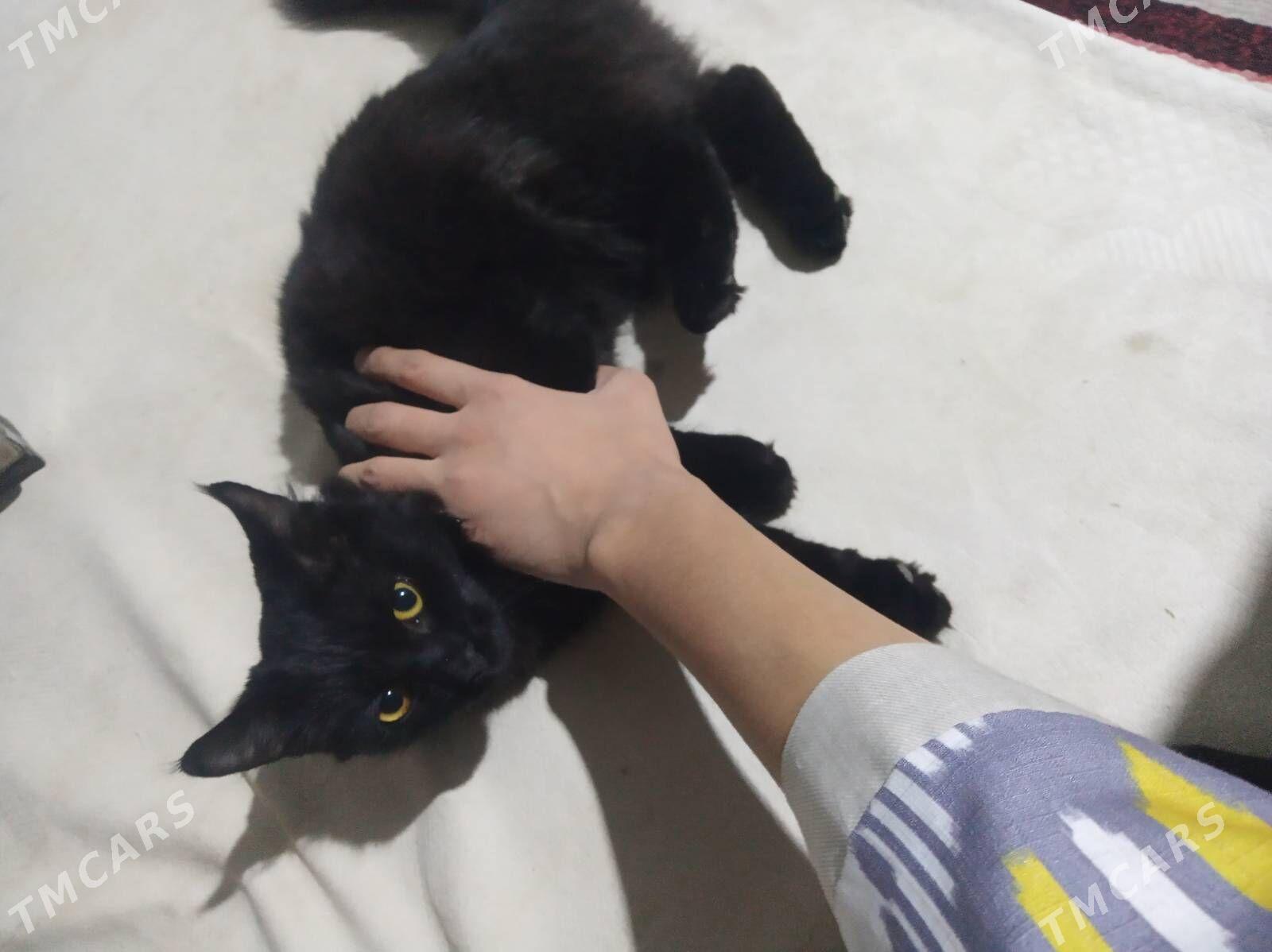 pisik - Мары - img 4