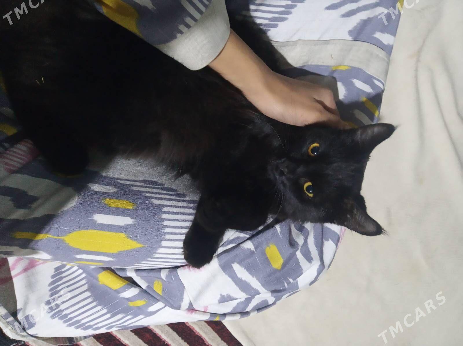 pisik - Мары - img 2