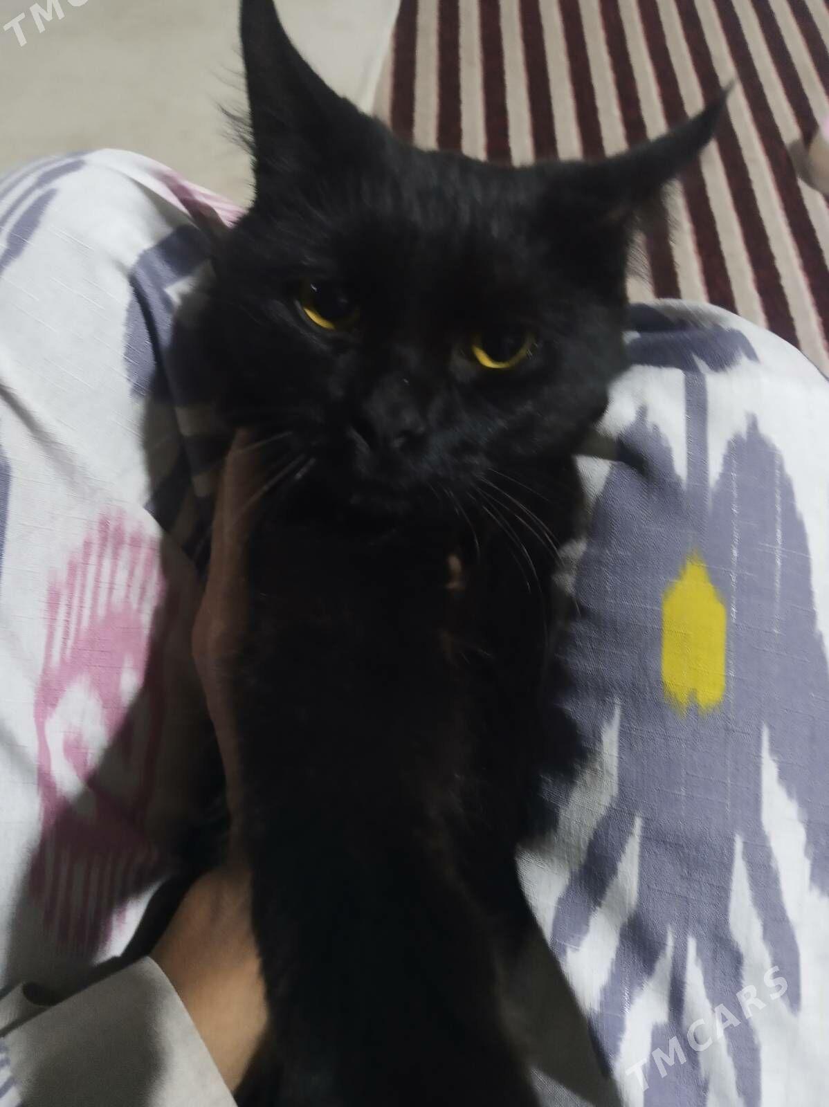 pisik - Мары - img 3