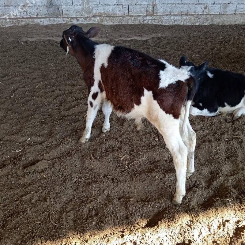 öküz - Ашхабад - img 2