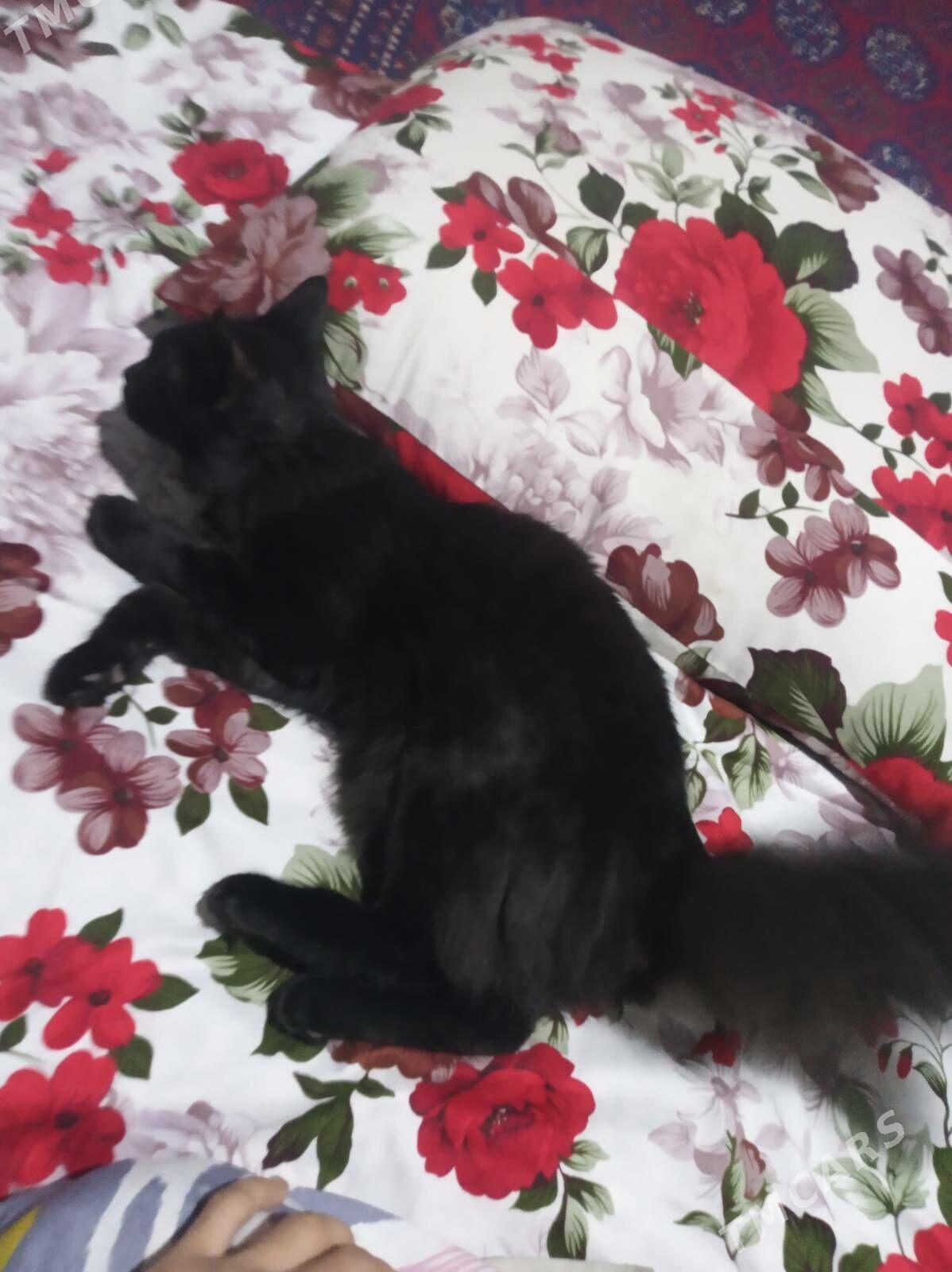 pisik - Мары - img 5