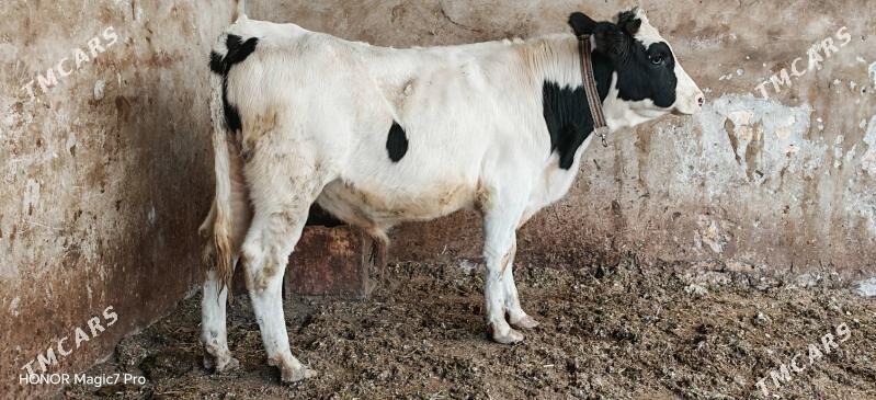 Симентал окузлер - Туркменабат - img 4