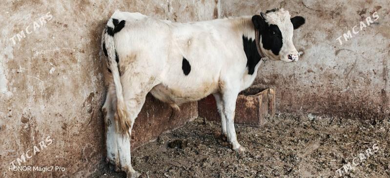 Симентал окузлер - Туркменабат - img 3