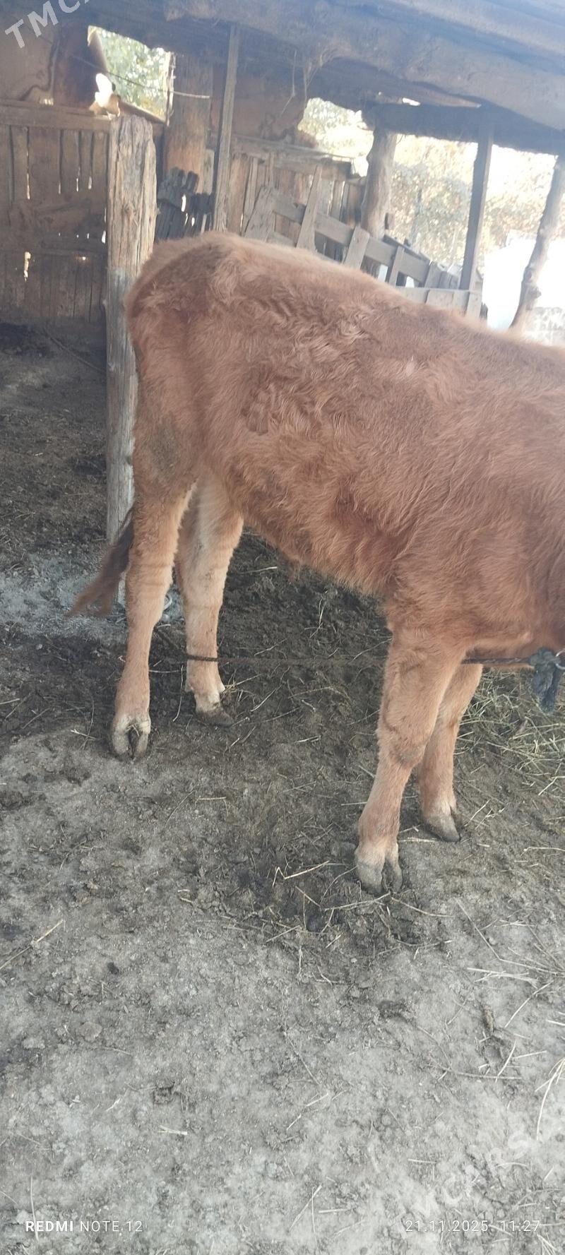 okuz - Gökdepe - img 4