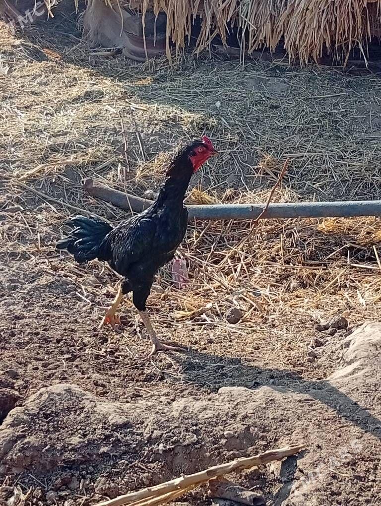 bayes horaz - Farap - img 1