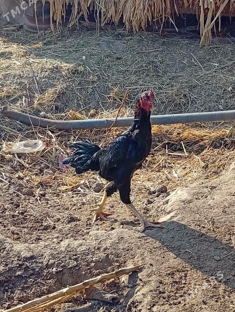 bayes horaz - Farap - img 2