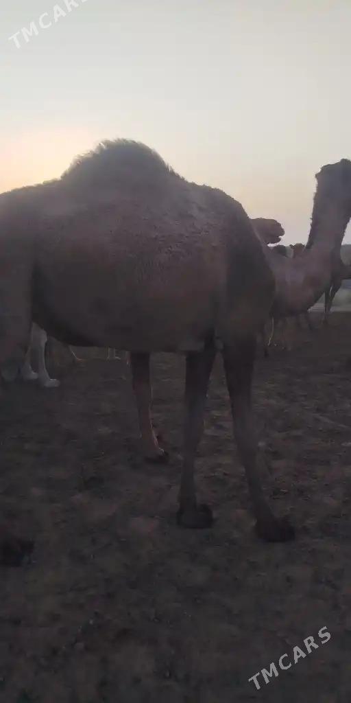 bogaz duye - Sakarçäge - img 3