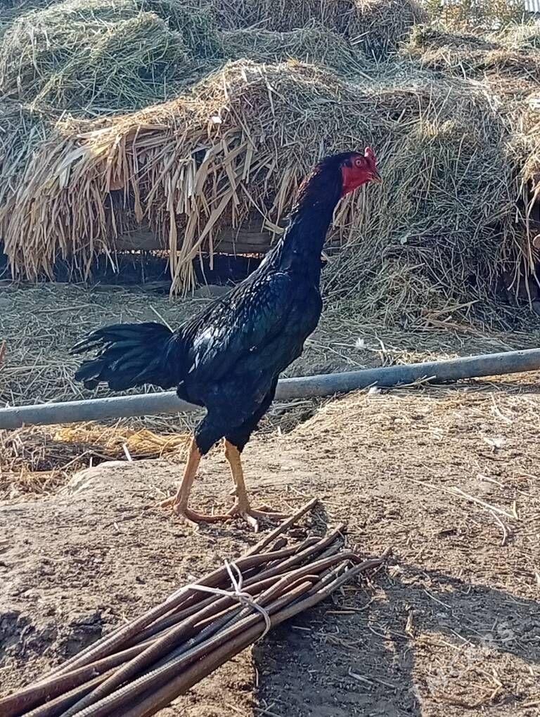 bayes horaz - Farap - img 6