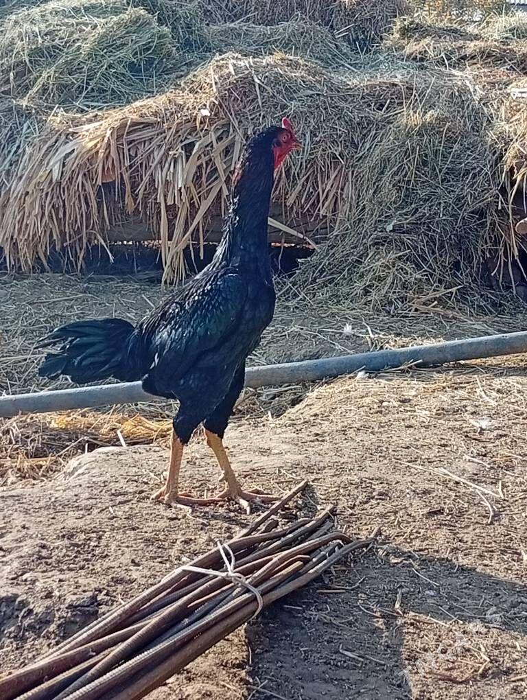 bayes horaz - Farap - img 7