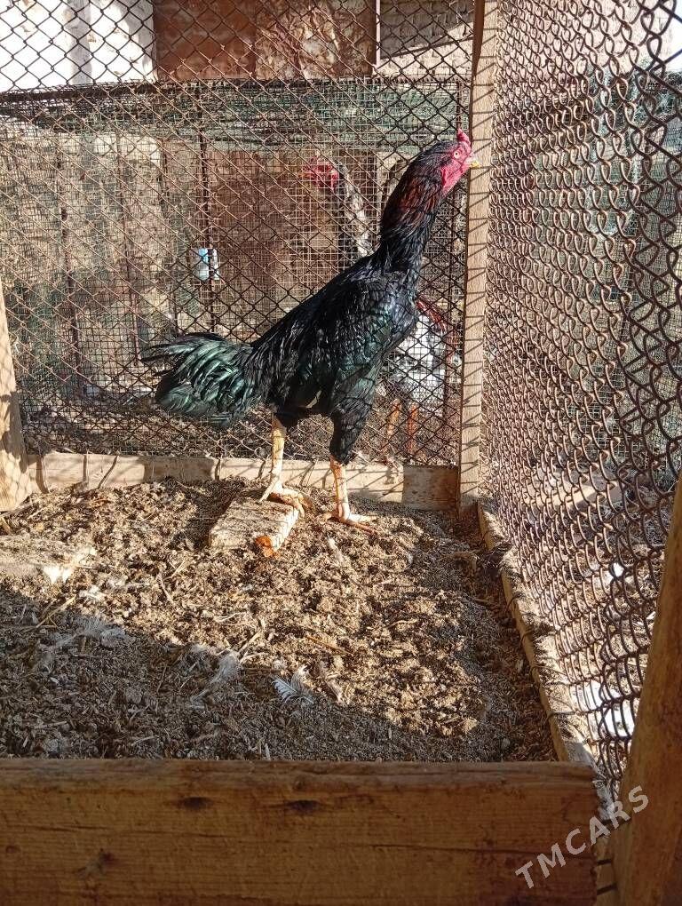 bayes horaz - Farap - img 10