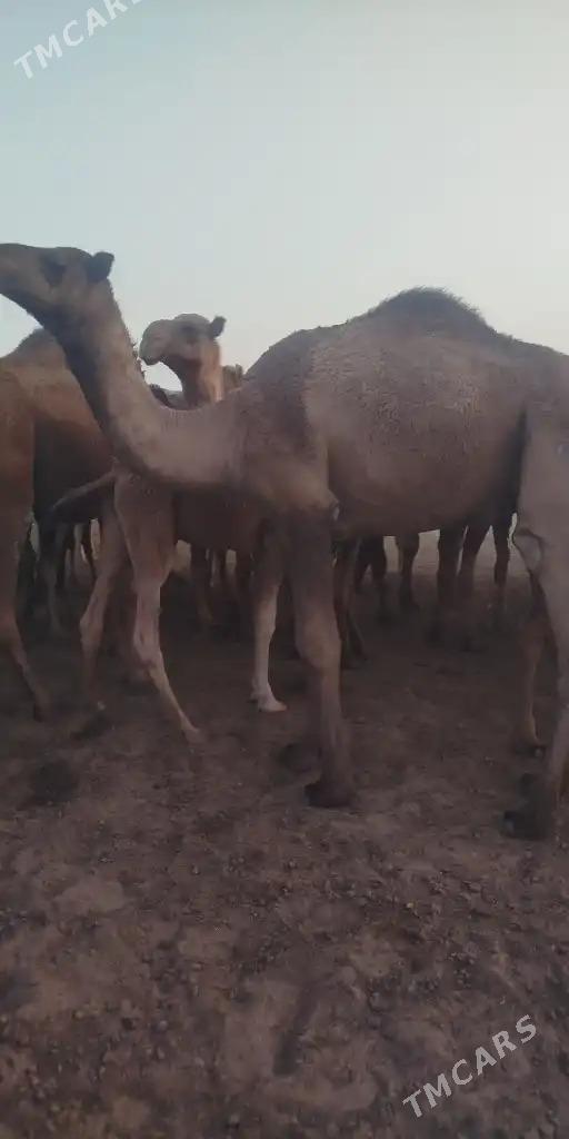 bogaz duye - Sakarçäge - img 2