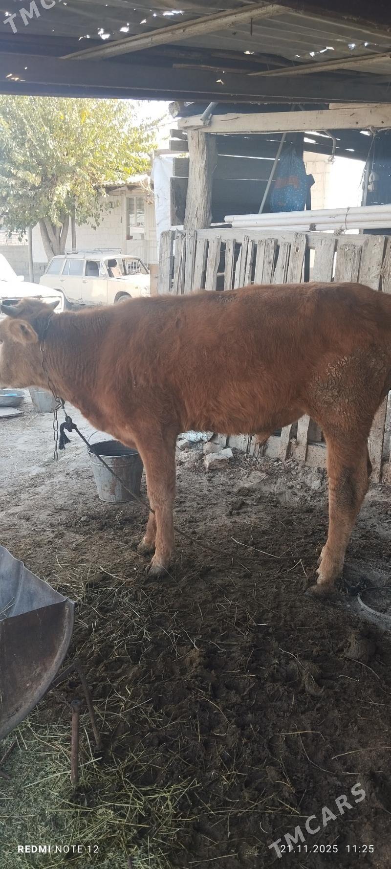 okuz - Gökdepe - img 2