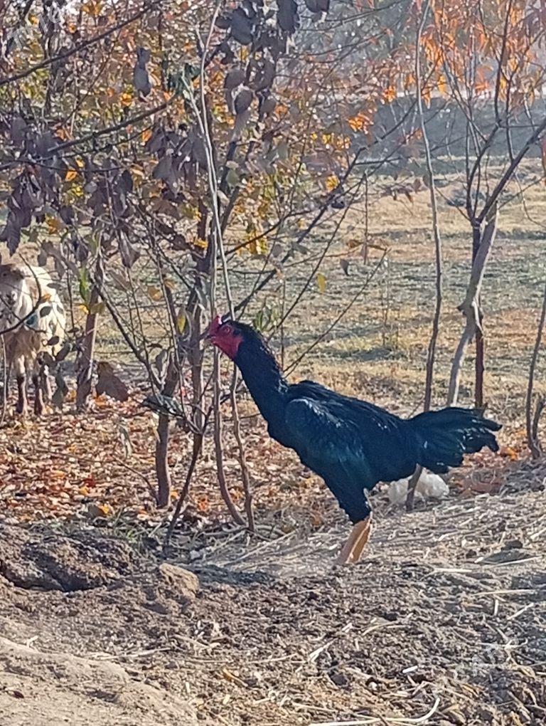 bayes horaz - Farap - img 8