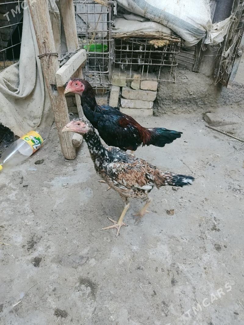 horazlar - Чарджоу - img 8