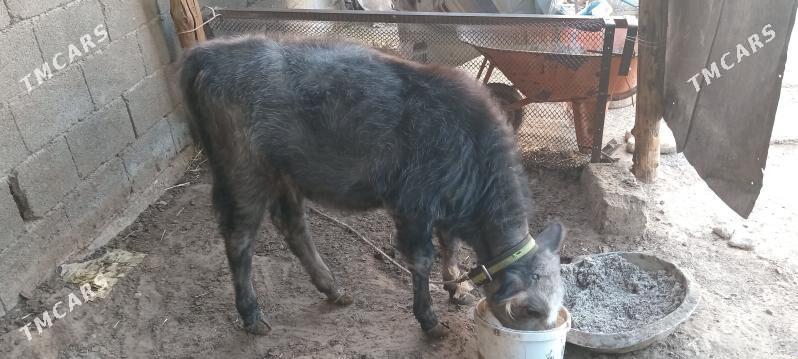 Goleli sygyr - Чоганлы - img 2