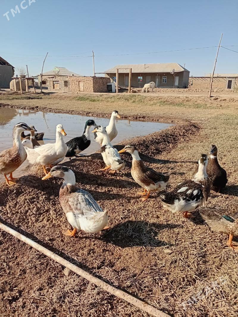 gaz - Теджен - img 2