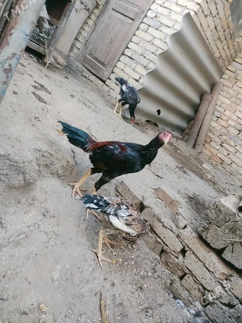 horazlar - Чарджоу - img 9