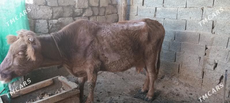 Goleli sygyr - Чоганлы - img 4