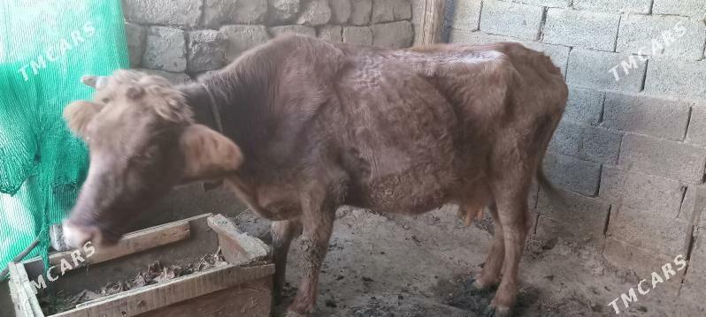 Goleli sygyr - Чоганлы - img 3