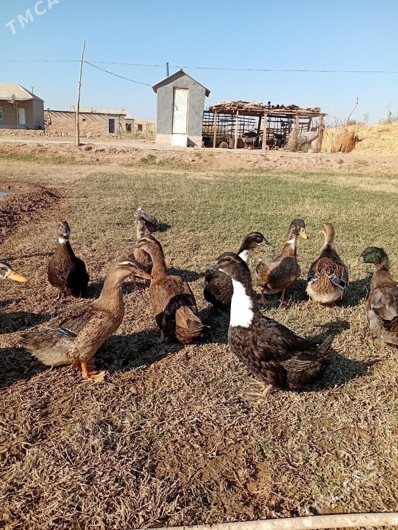 gaz - Теджен - img 3