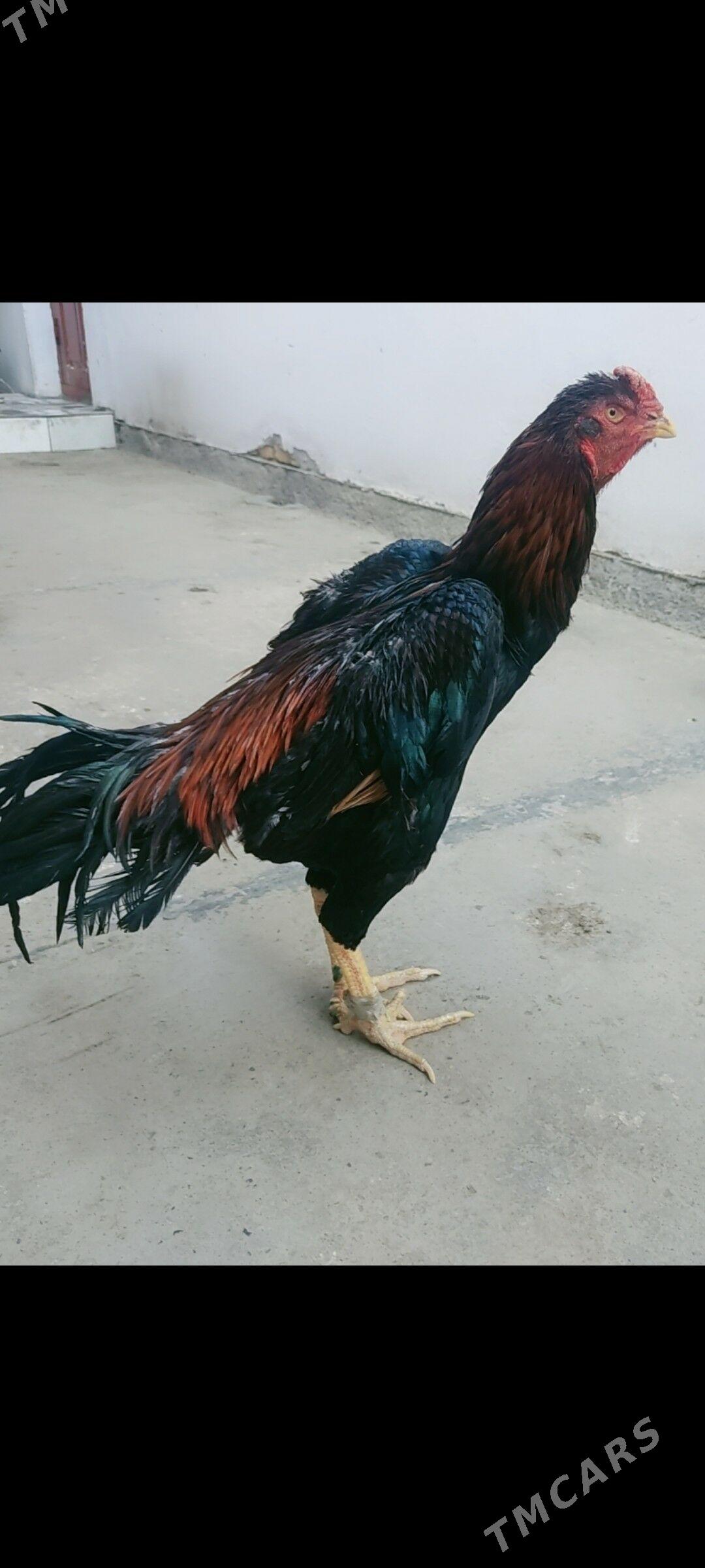 horazlar - Чарджоу - img 4