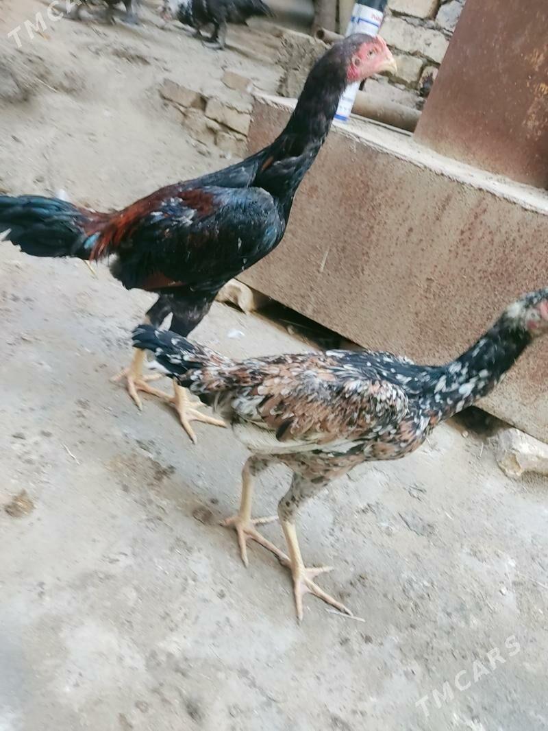 horazlar - Чарджоу - img 6