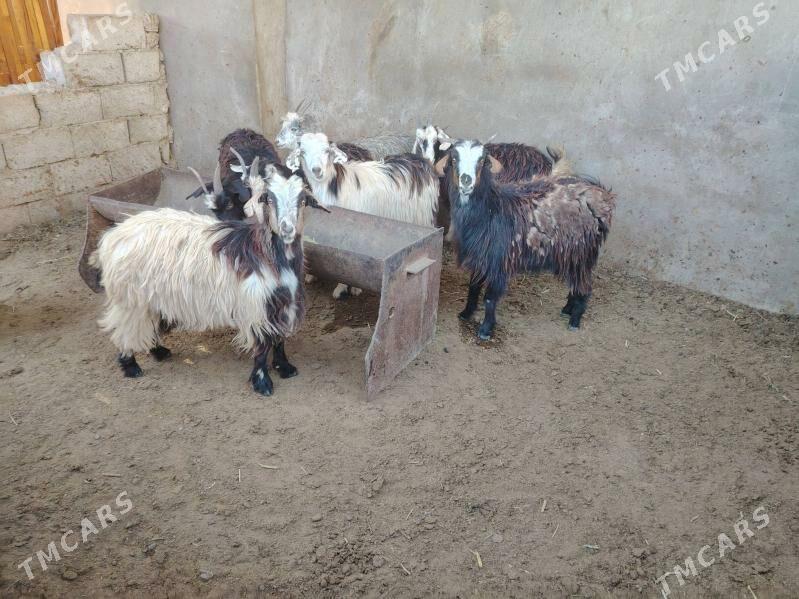 Çebis - Балканабат - img 2