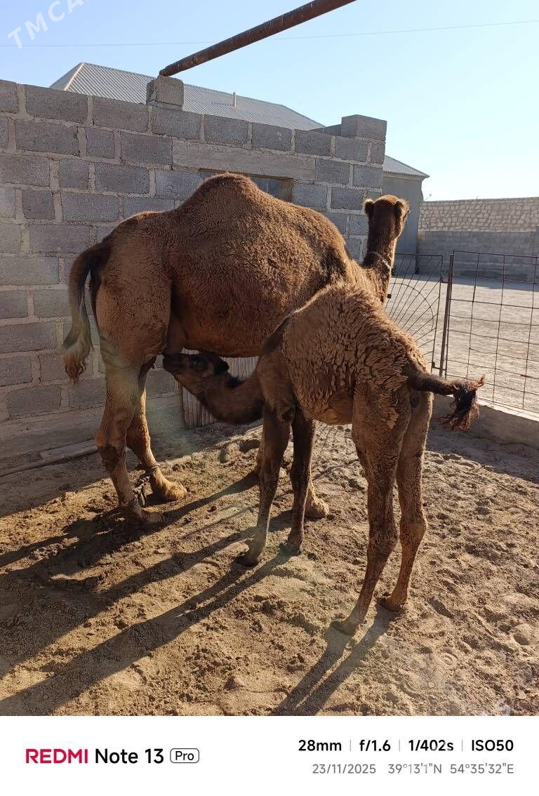 kosekli duye - Gumdag - img 2