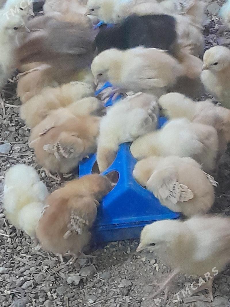 jüÿje - Дашогуз - img 2