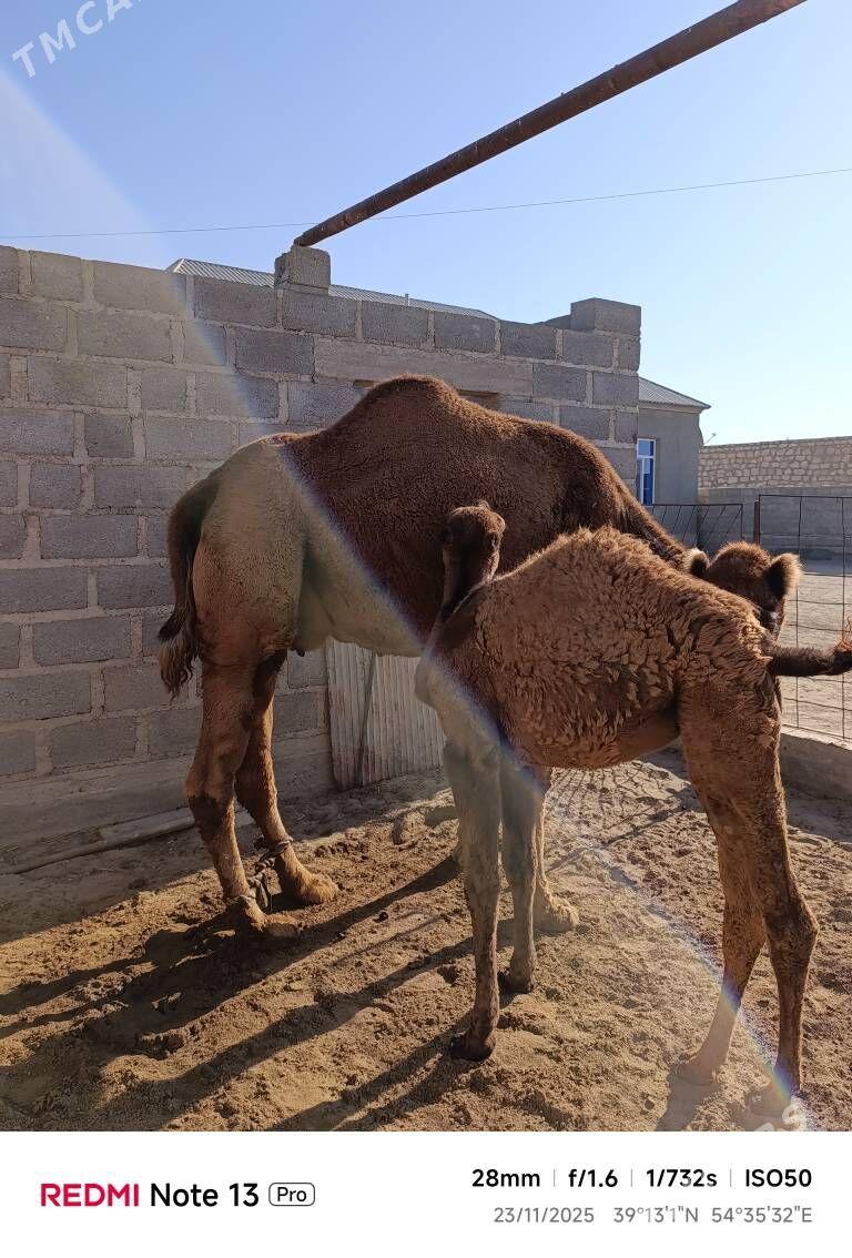 kosekli duye - Gumdag - img 3