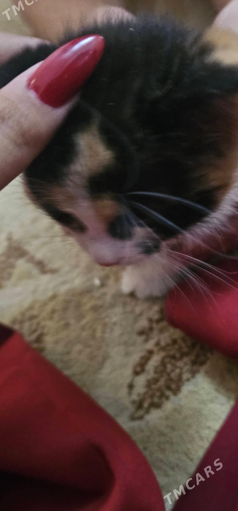 pisijek vislouha - Aşgabat - img 2