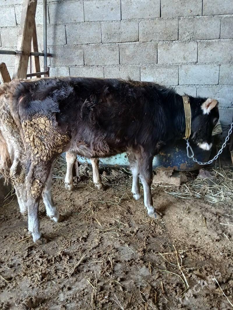 Tuwe - Гёкдепе - img 2