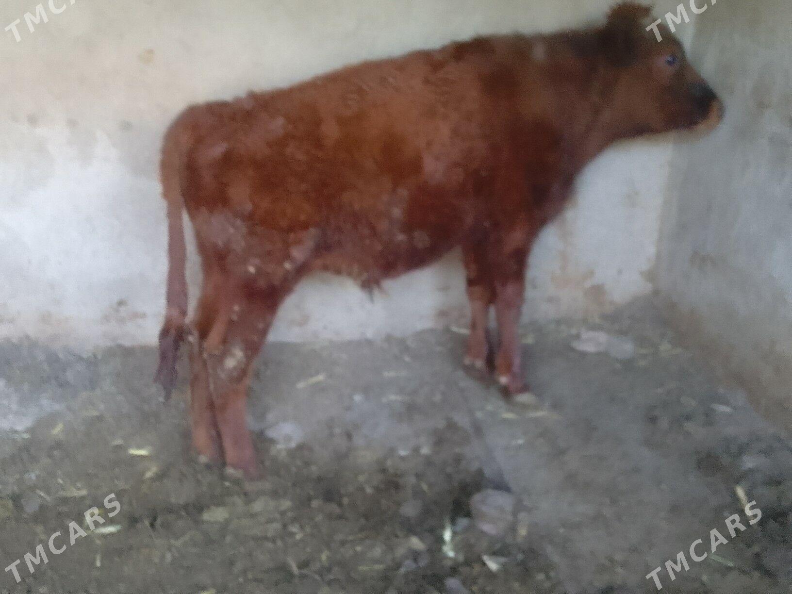 okuz - Багир - img 2