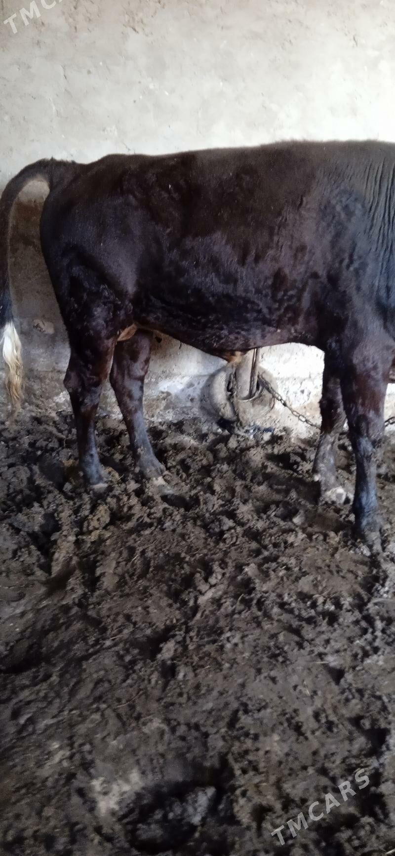 okuz baky - Mary - img 5