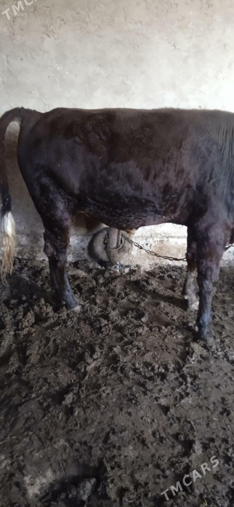 okuz baky - Mary - img 4