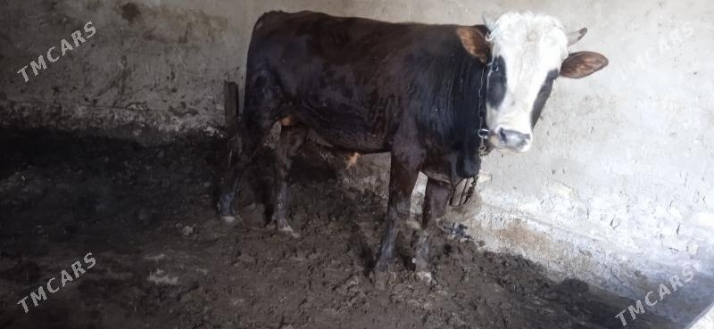 okuz baky - Mary - img 2